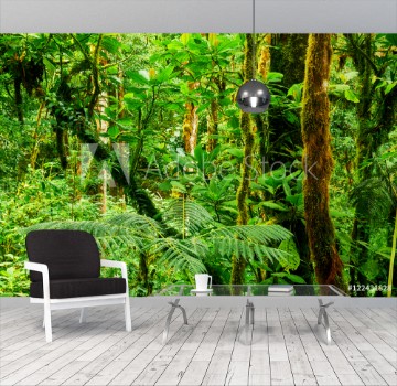 Picture of Tropical rainforest